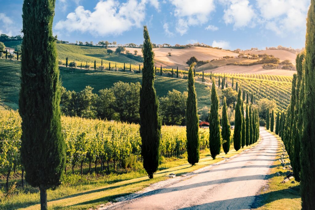 Panoramic view of the Marche countryside with trees and a country road
